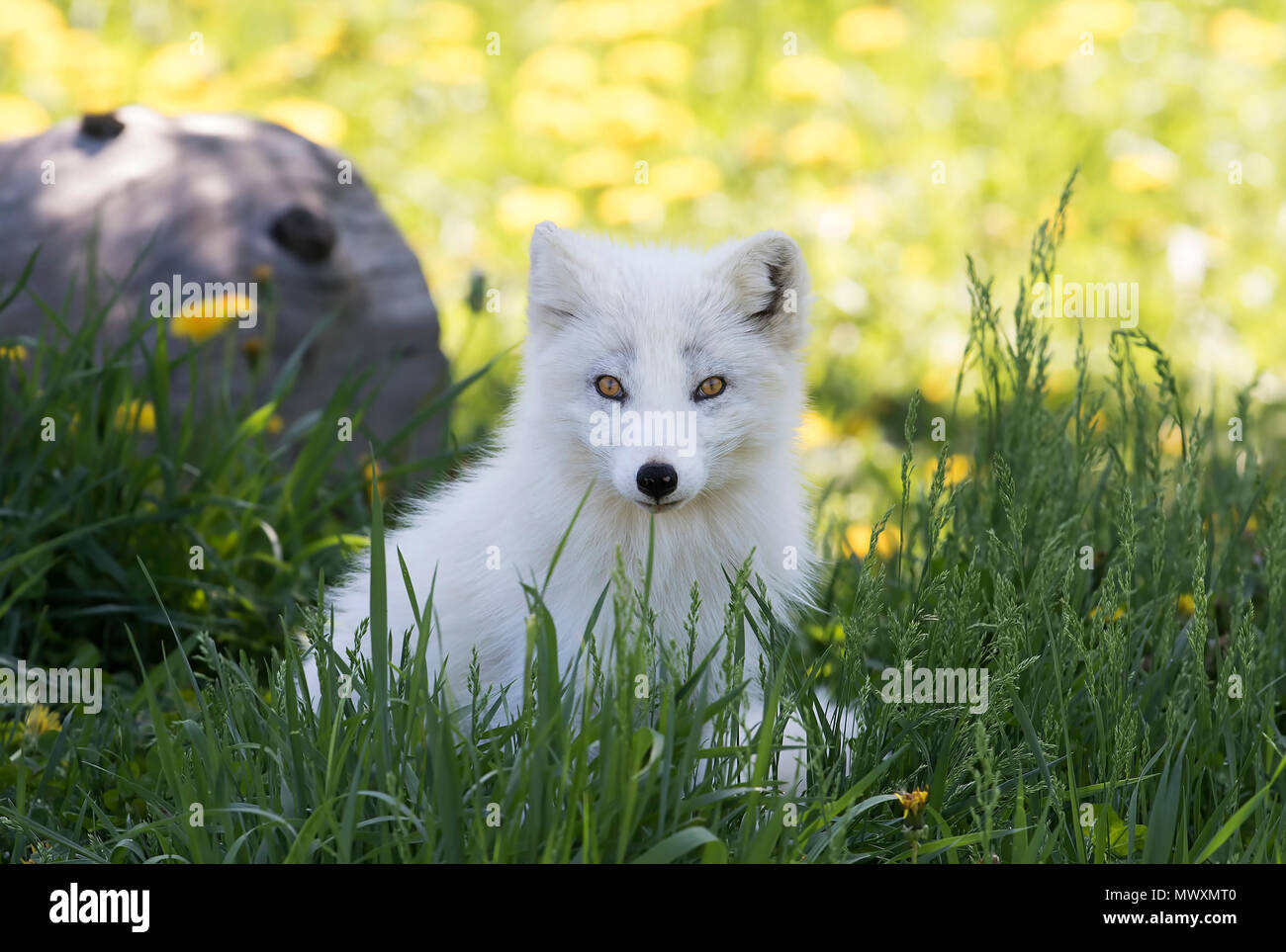 Le renard arctique (Vulpes lagopus) dans l'herbe au Canada Banque D'Images