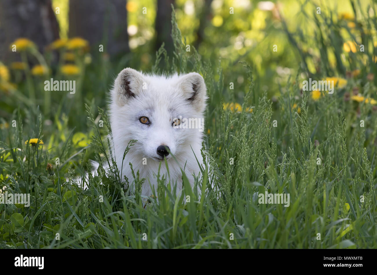 Le renard arctique (Vulpes lagopus) dans l'herbe au Canada Banque D'Images