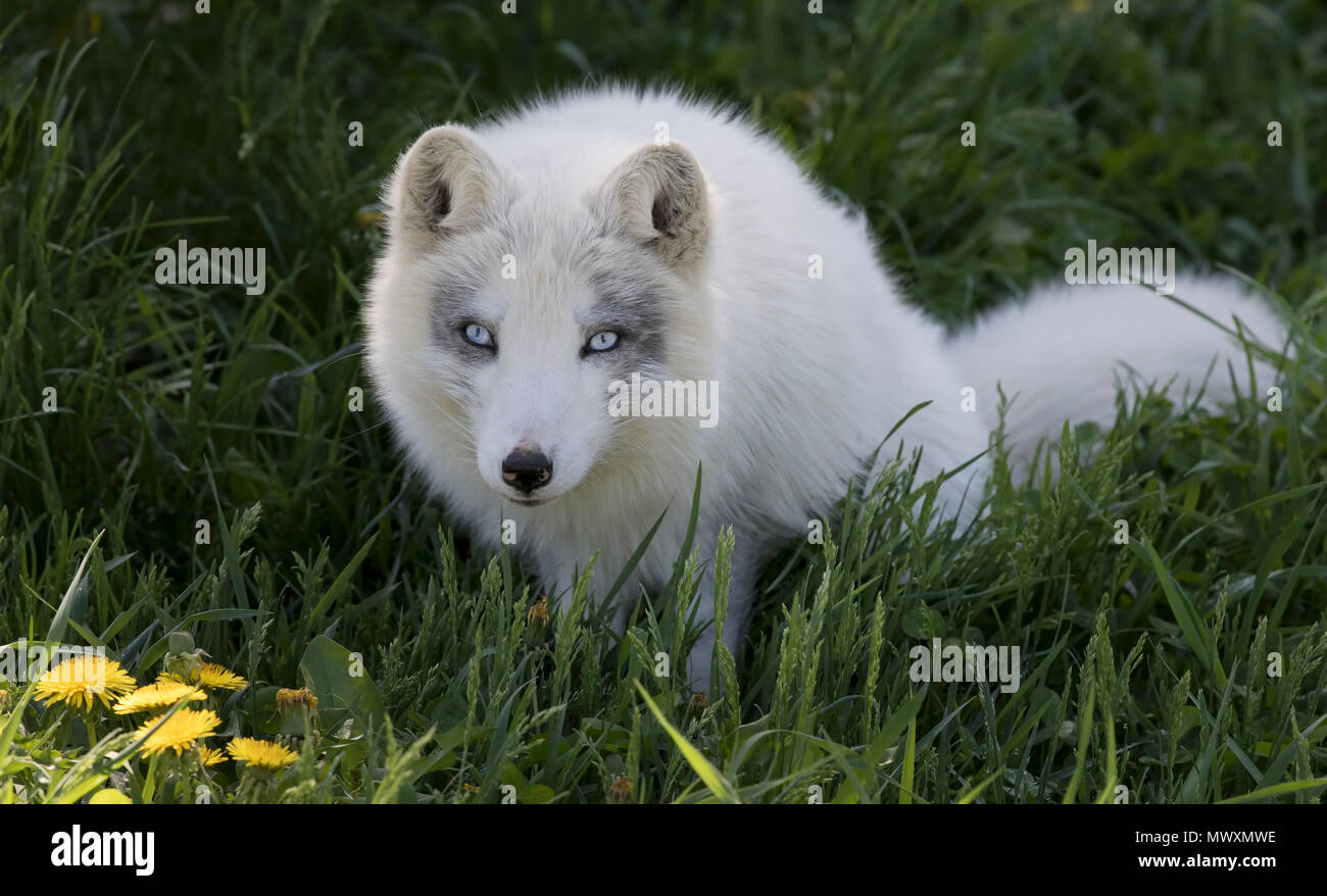 Le renard arctique (Vulpes lagopus) dans l'herbe au Canada Banque D'Images