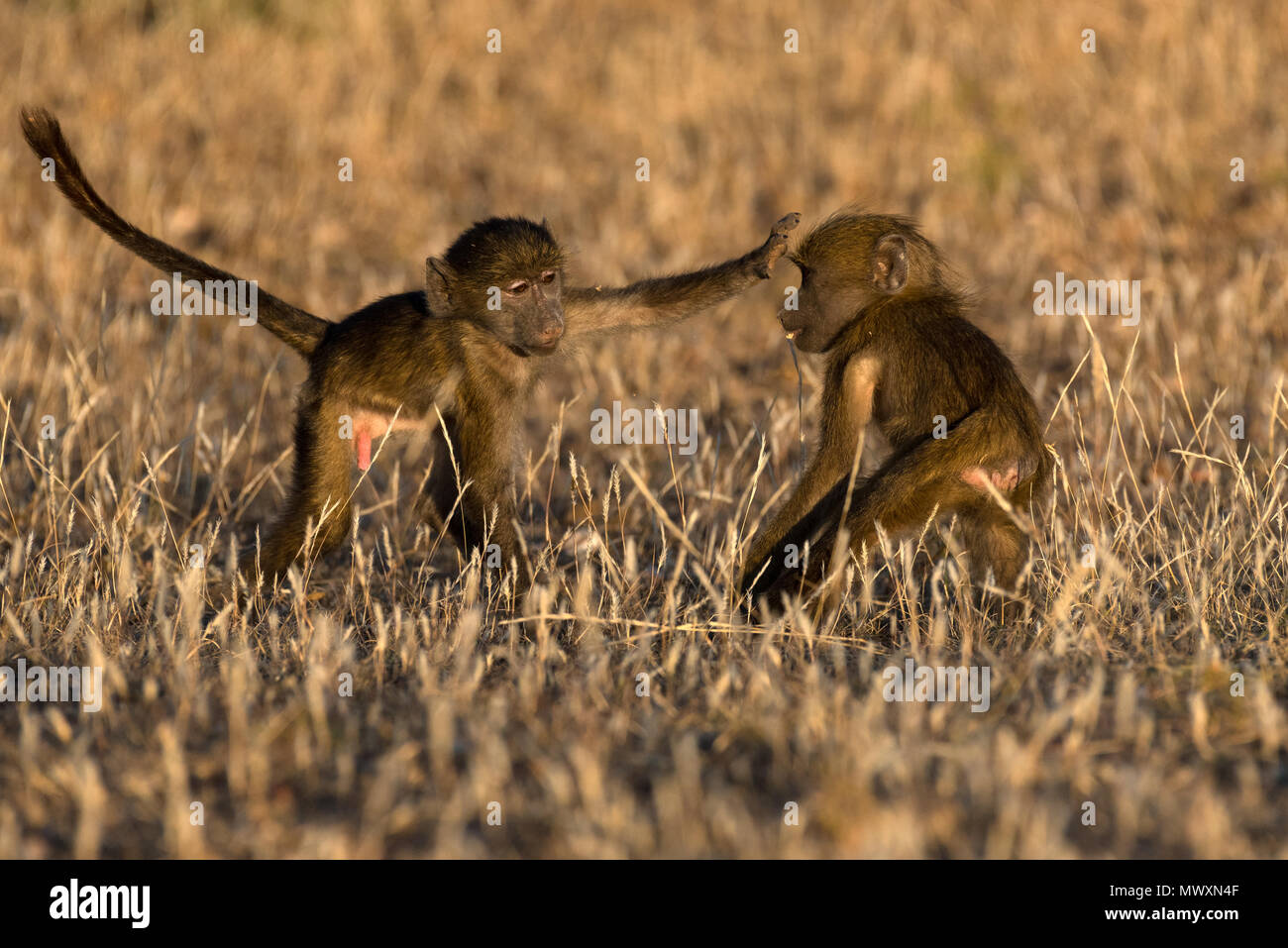 Les jeunes babouins jouer combats Mashatu au Botswana Banque D'Images