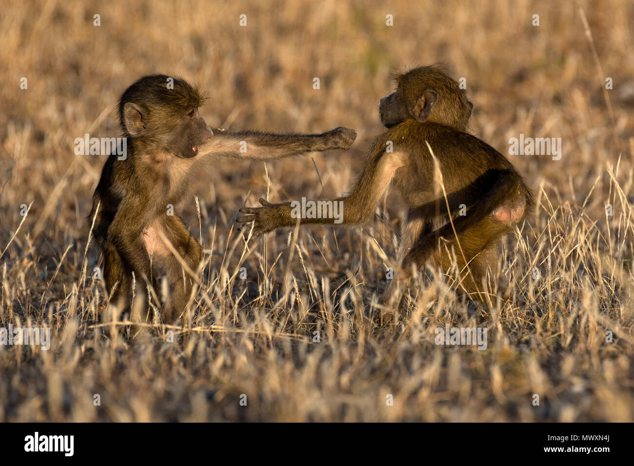 Les jeunes babouins jouer combats Mashatu au Botswana Banque D'Images
