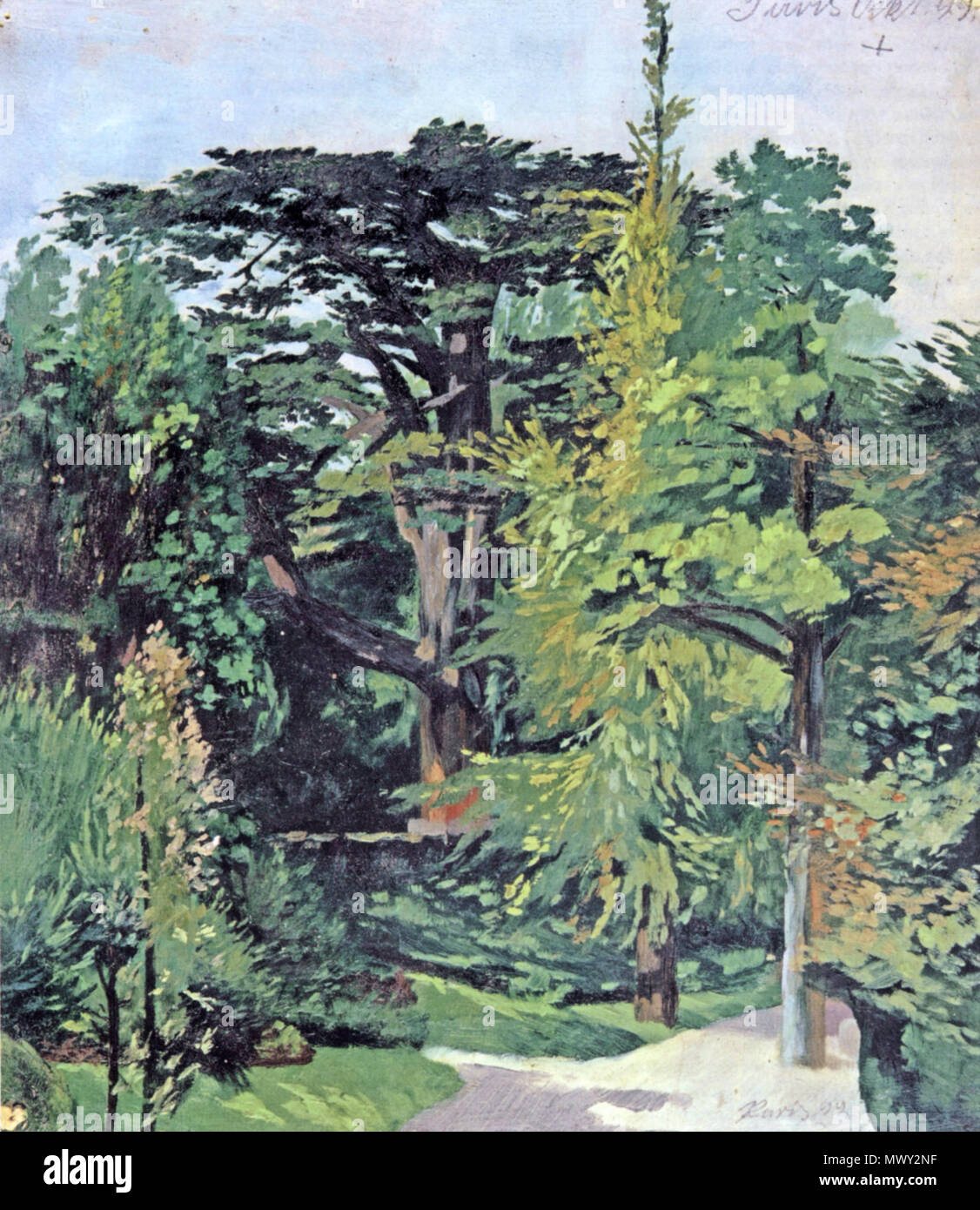 . Deutsch : im Botanischen Garten Zedern (1899) . 1899578 Stroeher-1899-zedern-paris Banque D'Images