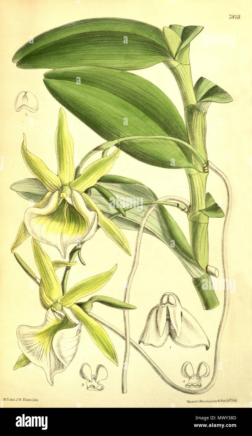 . Illustration de l'Angraecum eichlerianum . 1902. M. S. del. (  = Matilda Smith, 1854-1926), J. N. Fitch lith. (  = John Nugent Fitch, 1840-1927) Description par Joseph Dalton Hooker (1817-1911) 47 Angraecum eichlerianum - Curtis' 128 (Ser. N° 3 58) pl. 7813 (1902) Banque D'Images