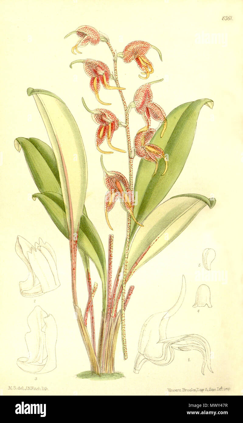 . Illustration de Masdevallia pachyura . 1911. M. S. del. (  = Matilda Smith, 1854-1926), J. N. Fitch lith. (  = John Nugent Fitch, 1840-1927) Description par R. A. Rolfe (1855-1921) 405 1997 pachyura - Curtis' 137 (Ser. N° 4 7) pl. 8361 (1911) Banque D'Images