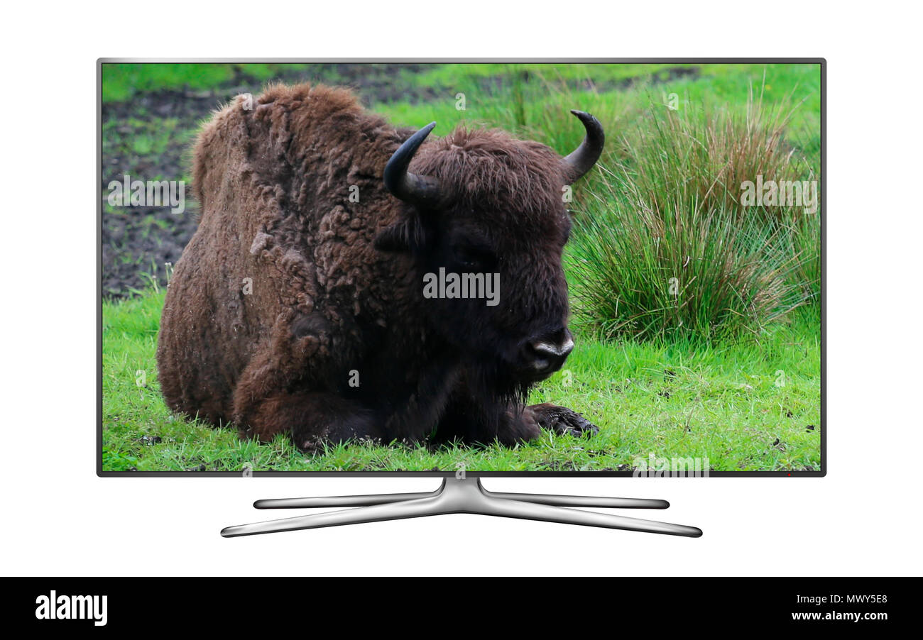 Smart tv isolé sur blanc avec repos auroch peint dans une clairière Banque D'Images
