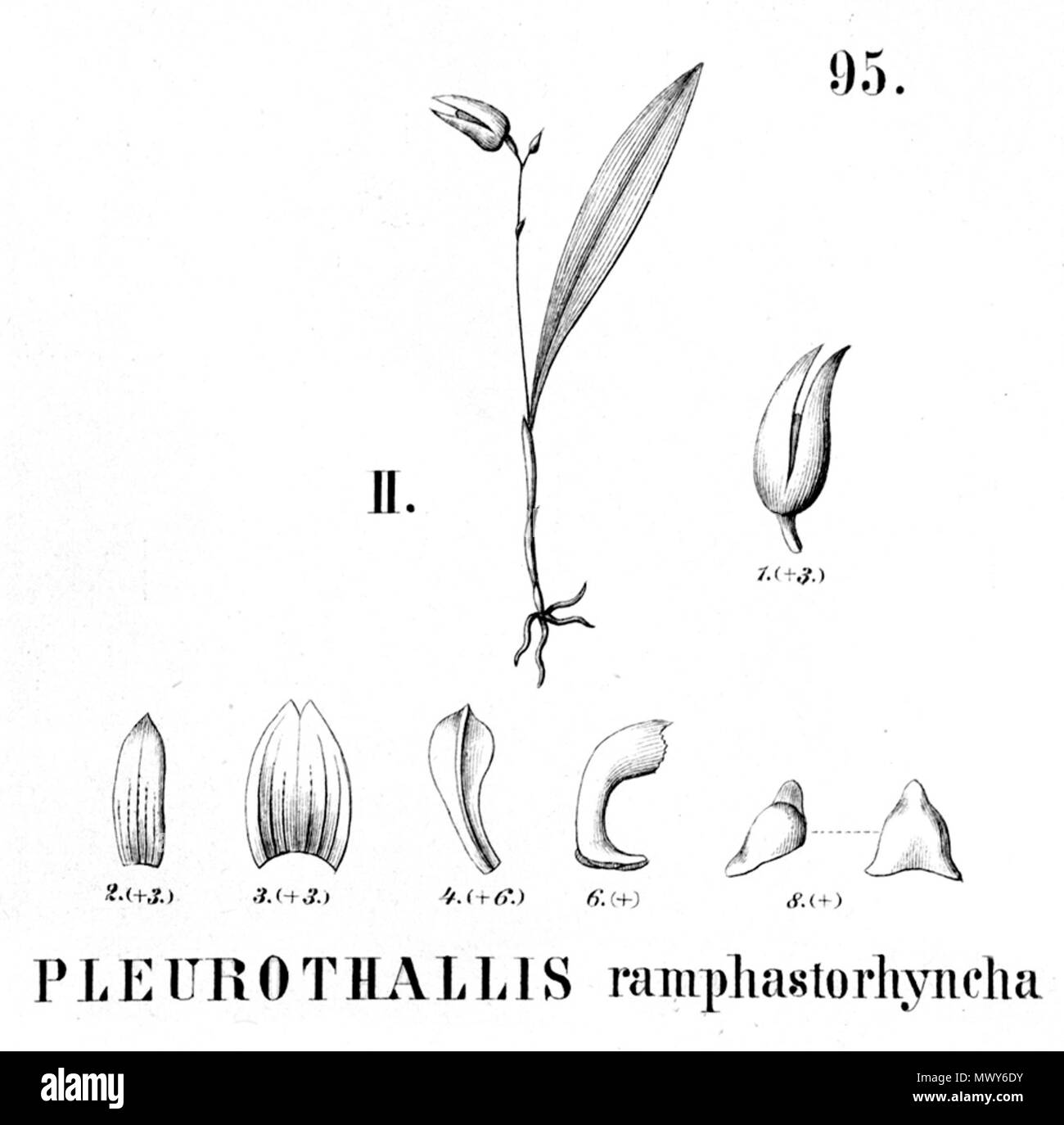 . Illustration de Specklinia ramphastorhyncha (syn. Ramphastorhyncha Pleurothallis) . 1896. Alfred Cogniaux (1841 - 1916) 569 Specklinia ramphastorhyncha ramphastorhyncha (comme Pleurothallis) - découpe de Flora Brasiliensis 3-4-95 fig II Banque D'Images