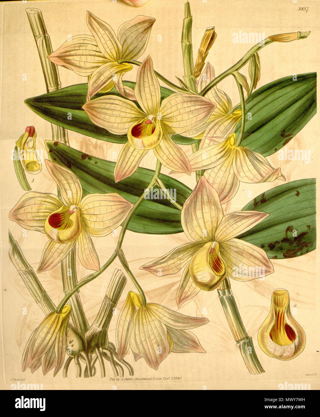 . Illustration de Dendrobium moschatum . 1841. Walter Hood Fitch (1817-1892) del., Swan sc. 159 Dendrobium moschatum - Curtis' 67 (N.-É.) 14) pl. 3837 (1841) Banque D'Images