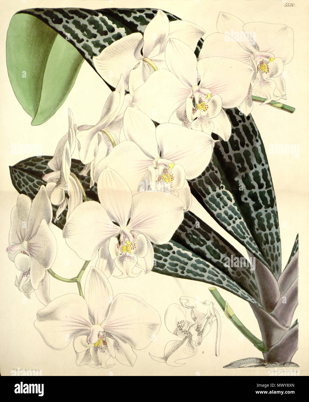 . Illustration de Phalaenopsis mannii . 1865. Walter Hood Fitch (1817-1892) del. et lith. Description par James Bateman (1811-1897) 480 Phalaenopsis mannii - Curtis' 91 (Ser. N° 3 21) pl. 5530 (1865) Banque D'Images