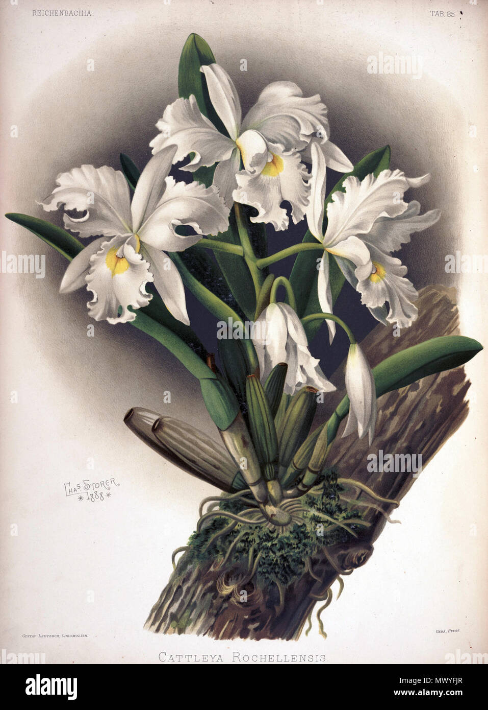 . Cattleya warscewiczii comme syn : Cattleya warscewiczii f. rochellensis . Entre 1888 et 1894. H. Sotheran & Co., London (éditeur) 221 Frederick Sander - plaque 85 Reichenbachia II (1890) - Cattleya rochellensis Banque D'Images