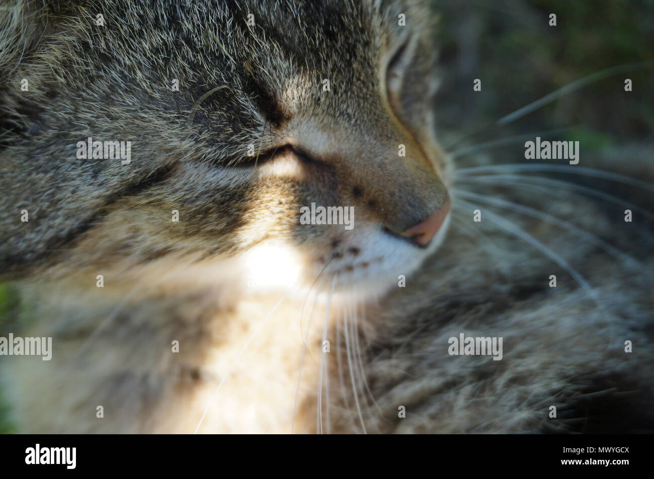 Un chat dans le soleil Banque D'Images