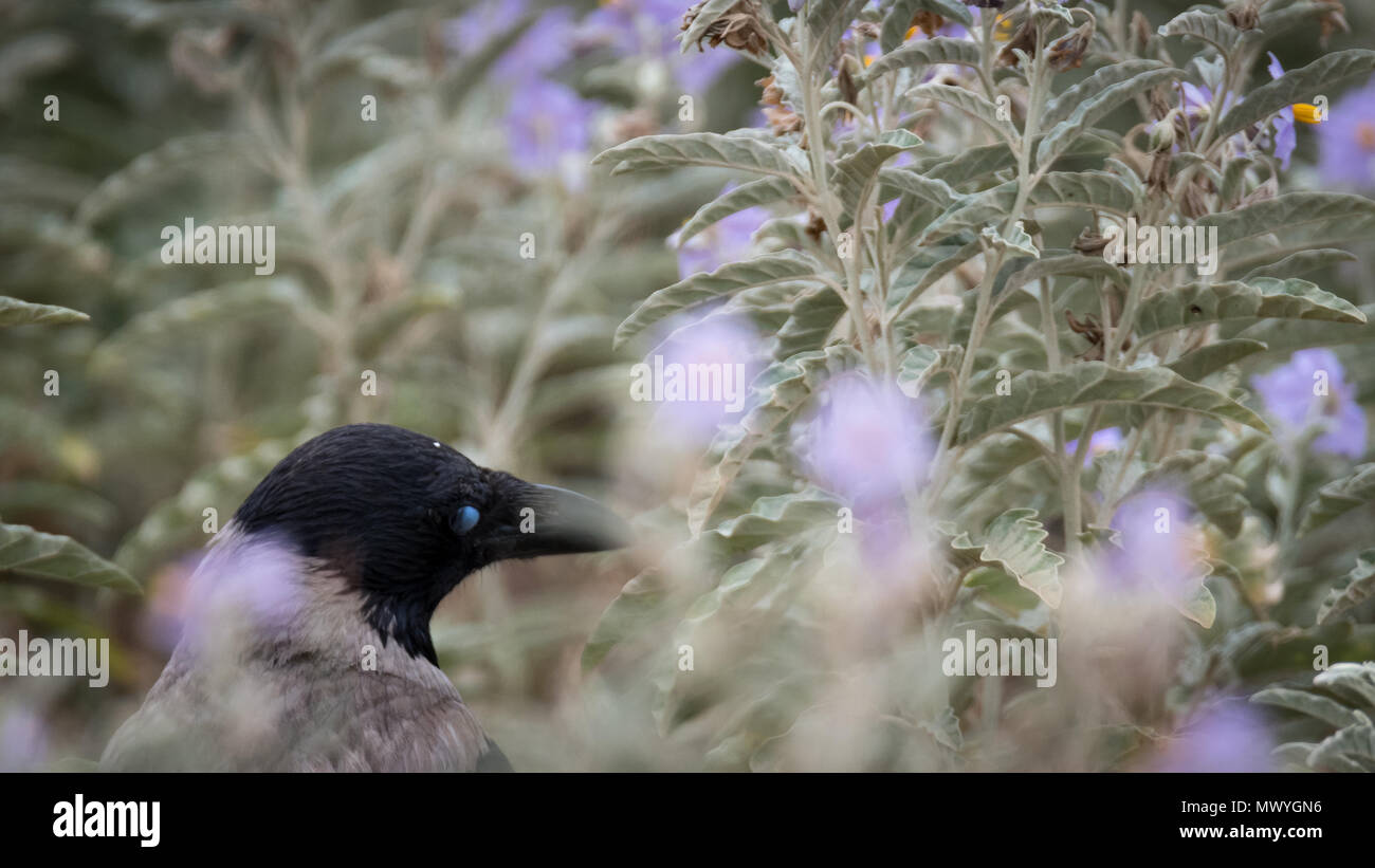 Hooded Crow isolés avec un fond de fleurs colorées Banque D'Images