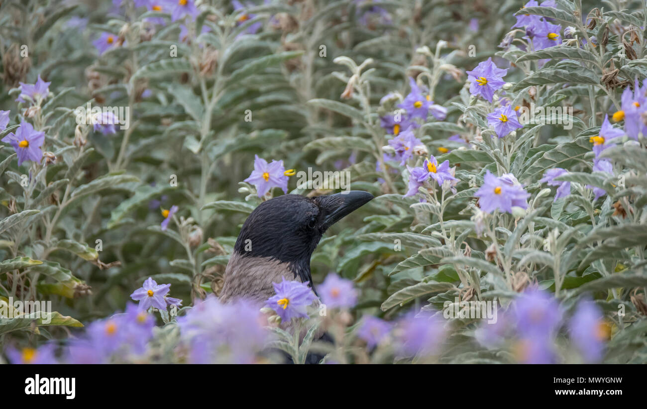 Hooded Crow isolés avec un fond de fleurs colorées Banque D'Images