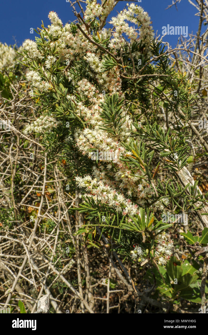 Fynbos sud-africain dans le ncoastal robberg réserve sur la Garden Route, Le Cap, Afrique du Sud, Banque D'Images