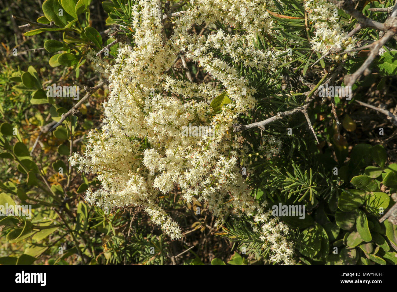 Fynbos sud-africain dans le ncoastal robberg réserve sur la Garden Route, Le Cap, Afrique du Sud, Banque D'Images