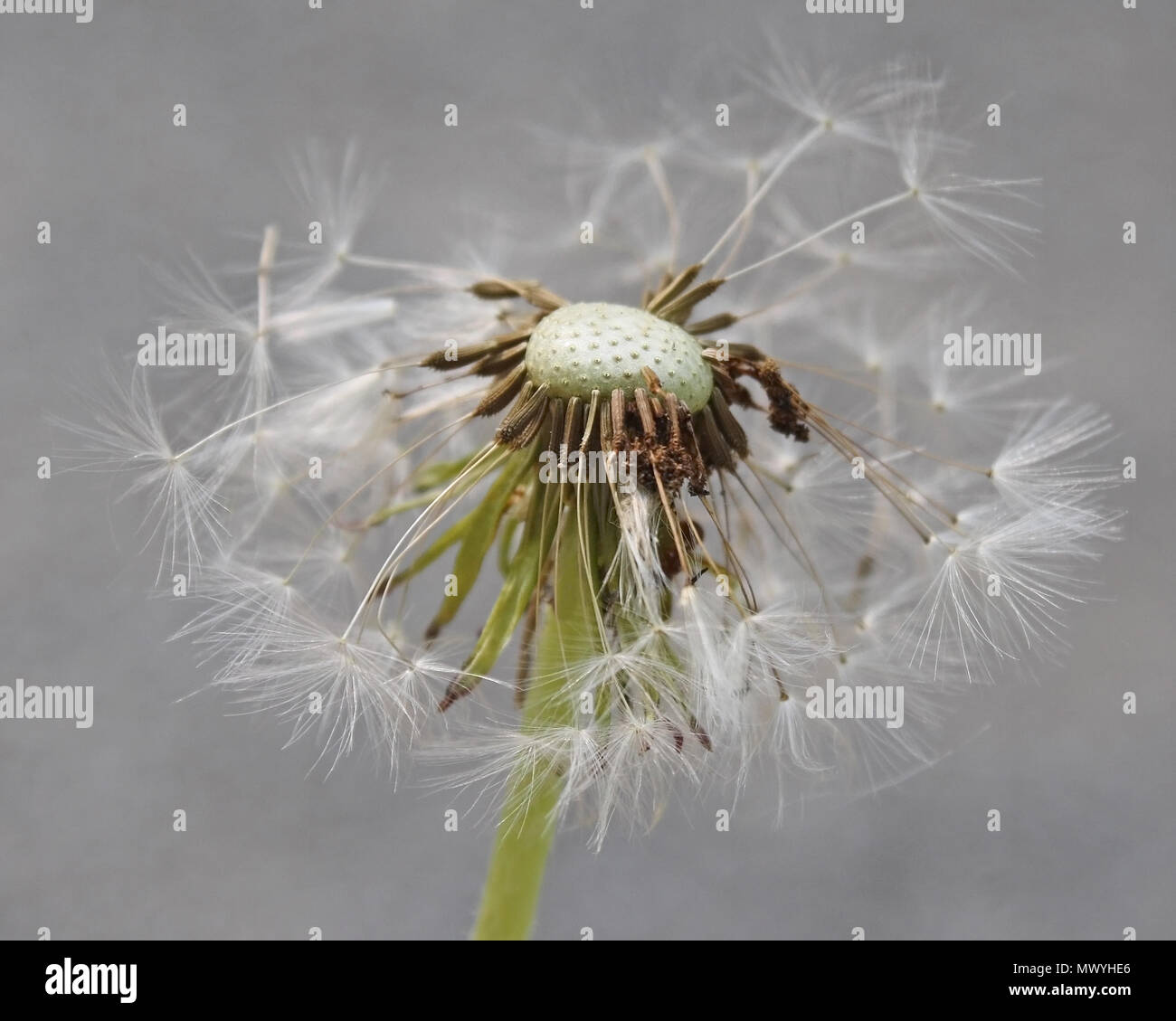 Gros plan sur la fleur de pissenlit après le passage aux semences Banque D'Images