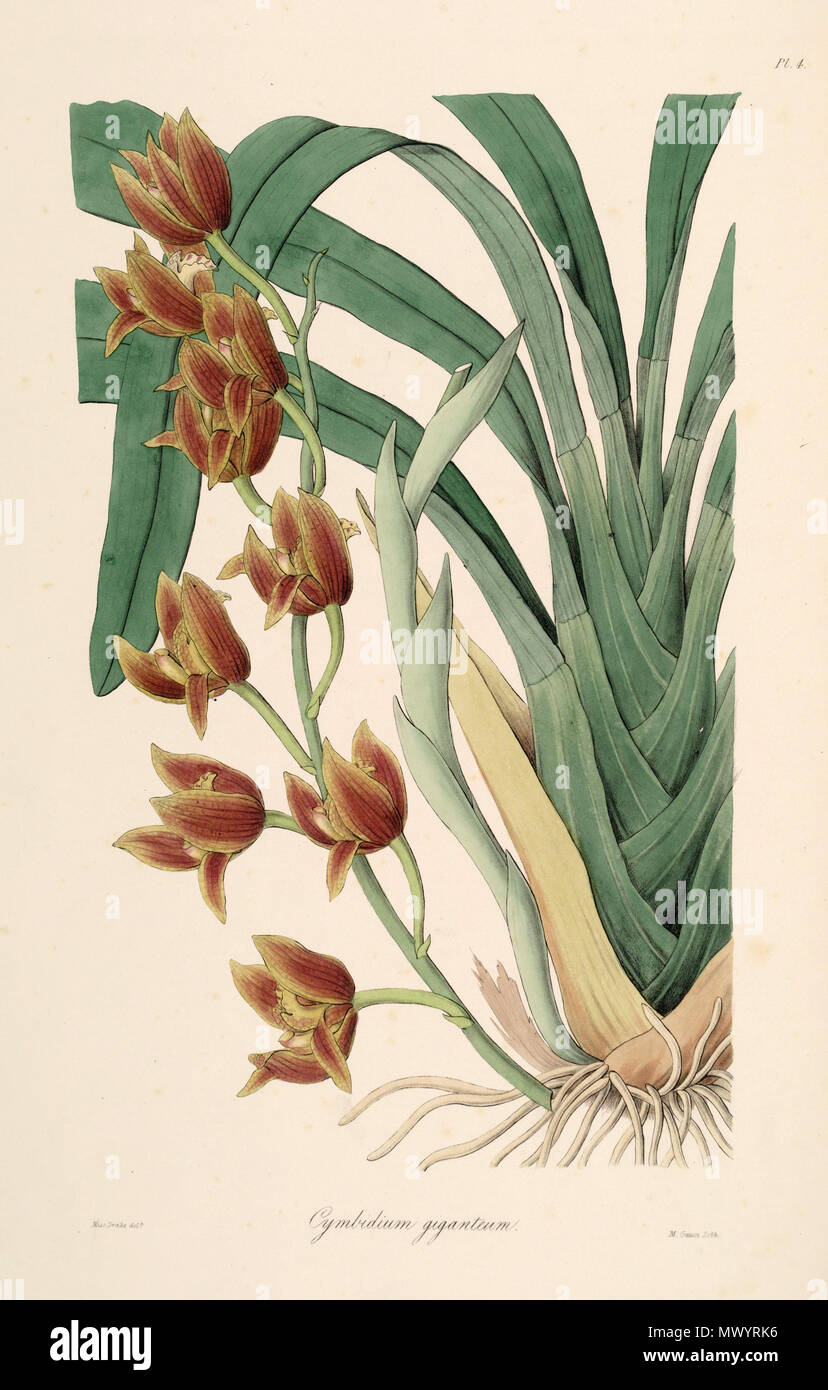 . Illustration de Cymbidium iridioides (comme syn. Cymbidium giganteum Wall. ex Lindl.) . 1838. Mme Drake (1803-1857) del., M. Gauci lith. 149 CYMBIDIUM Cymbidium (comme iridioides giganteum Wall. ex Lindl.) - Sertum Lindley - pl. 4 (1838) Banque D'Images
