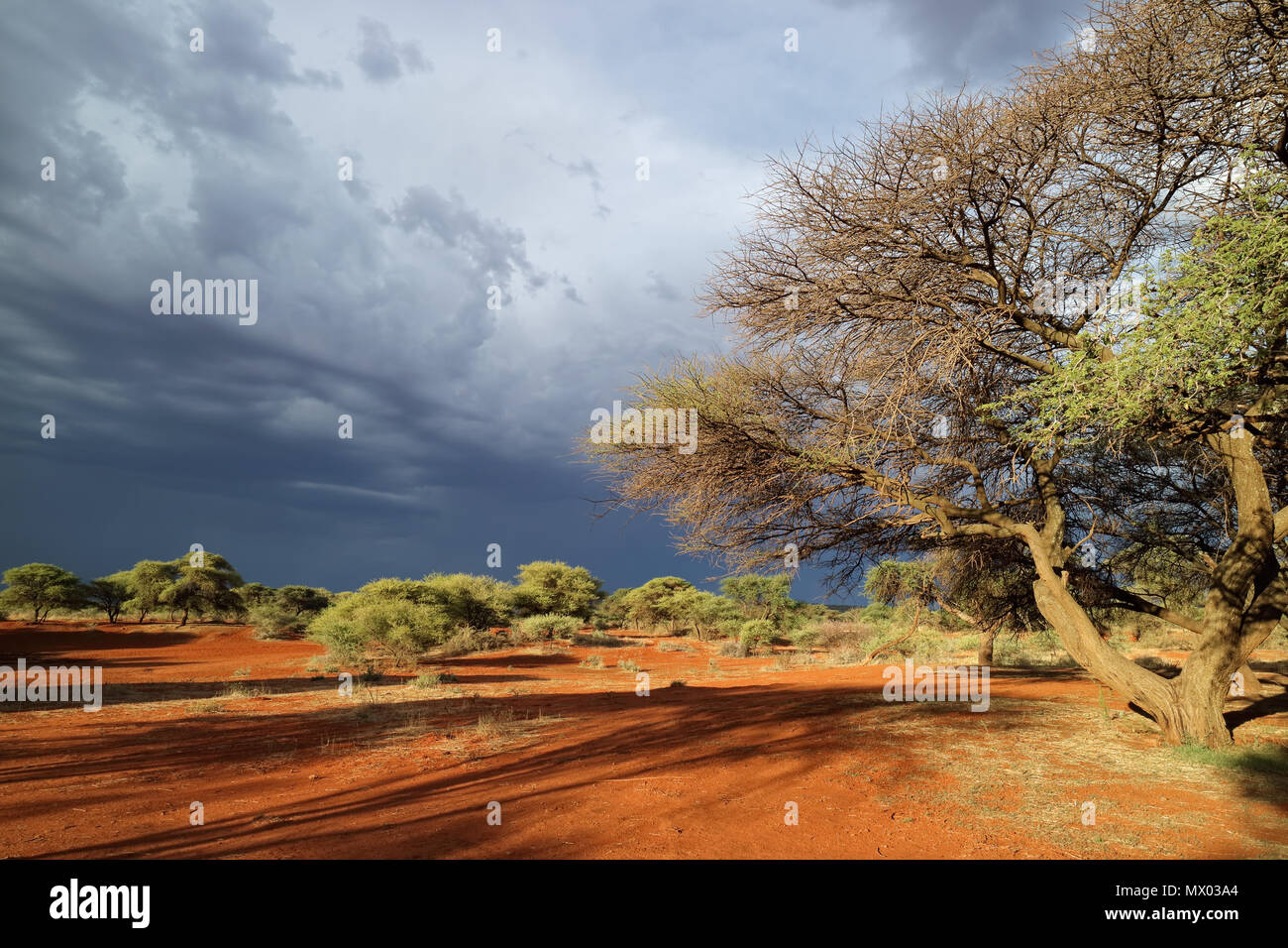 Paysage de savane africaine contre un ciel sombre de l'arrivée d'une tempête, Afrique du Sud Banque D'Images
