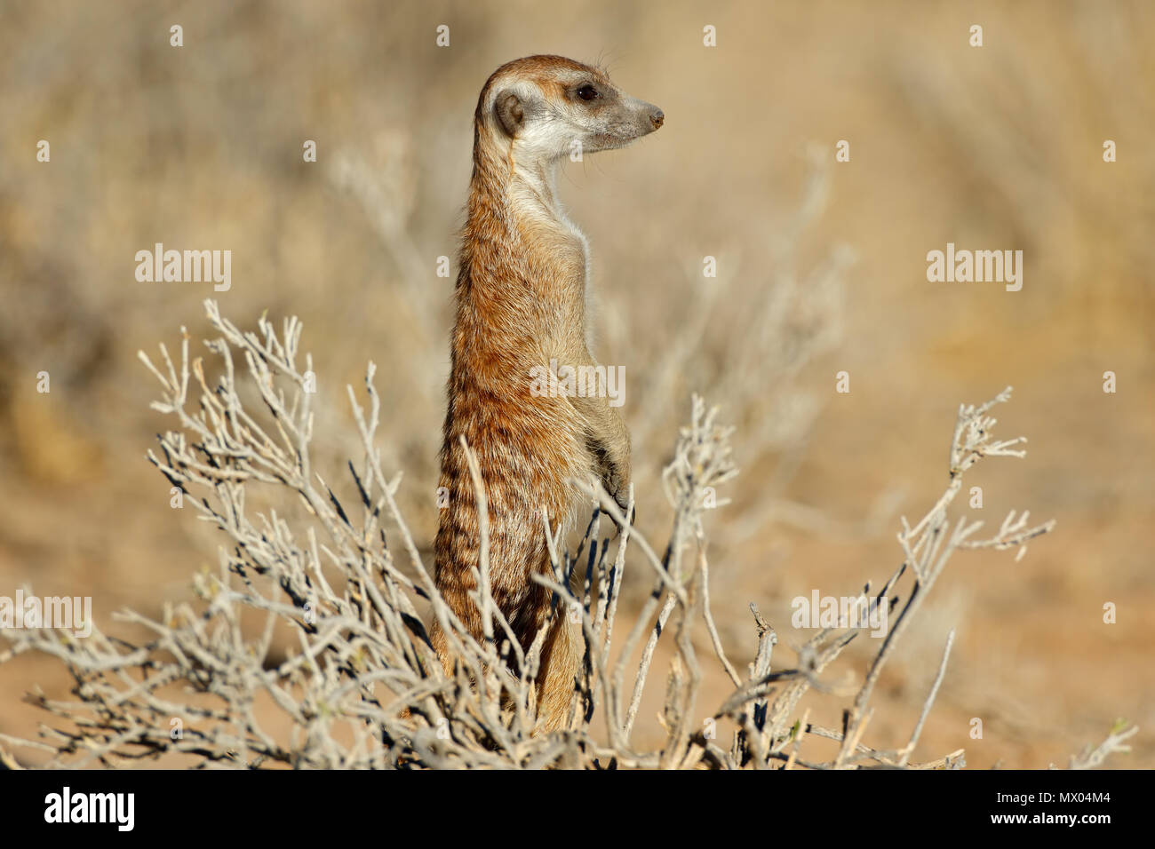 Meerkat alerte (Suricata suricatta) montent la garde, désert du Kalahari, Afrique du Sud Banque D'Images