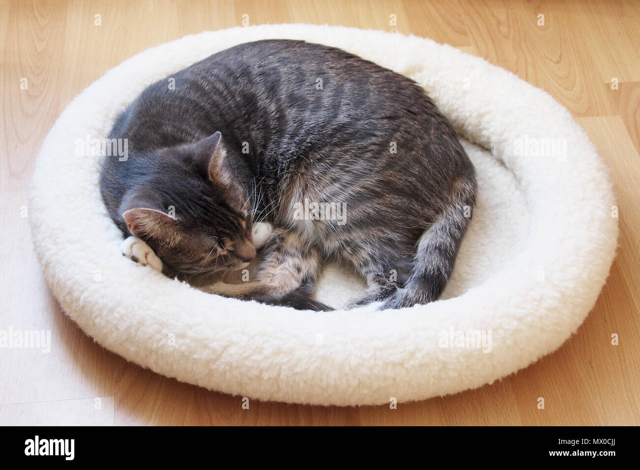 Chat tigré gris en couchage lit de chat en polaire recroquevillé dans une boule Banque D'Images