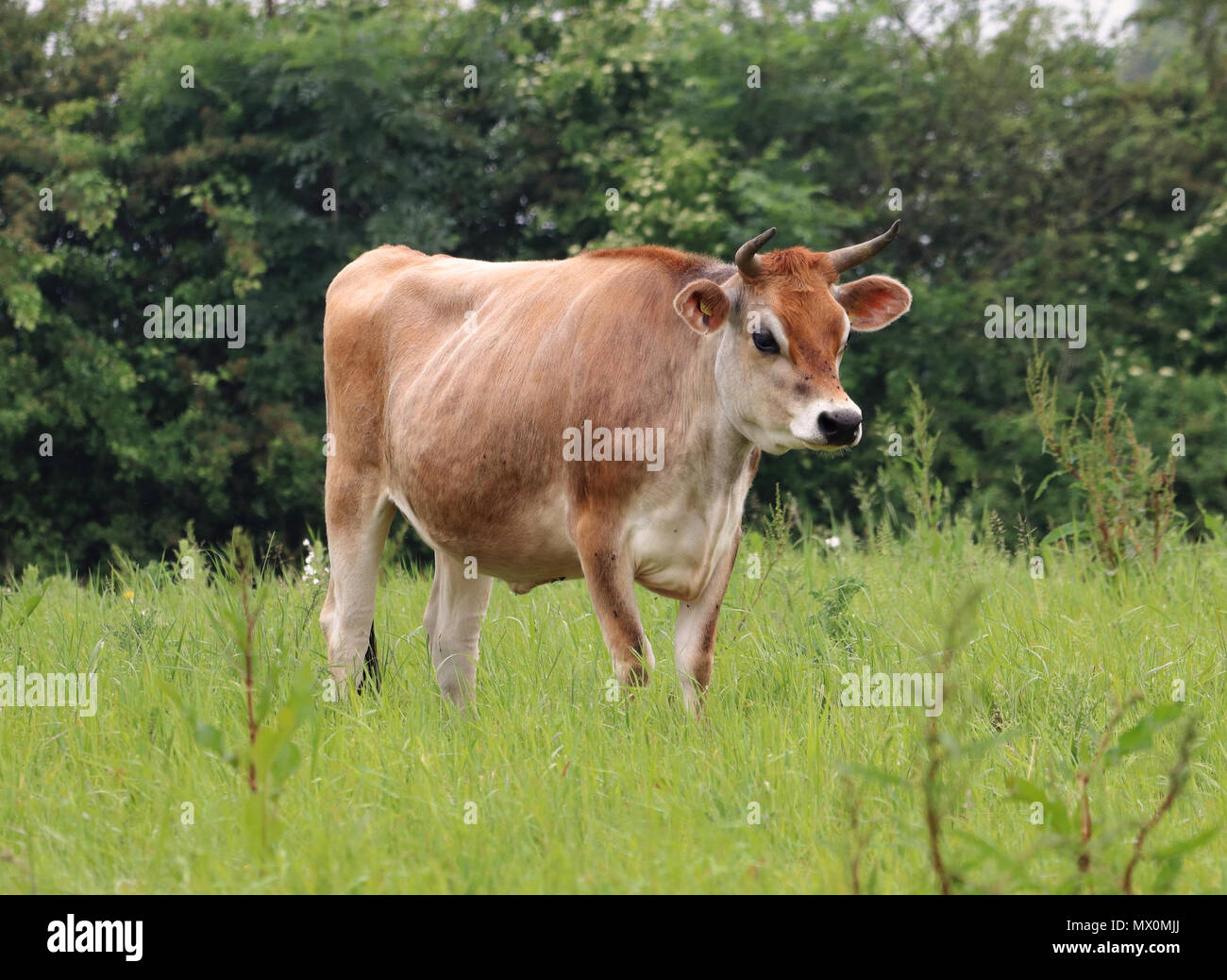 Jersey Cow standing dans une prairie dans une prairie Banque D'Images