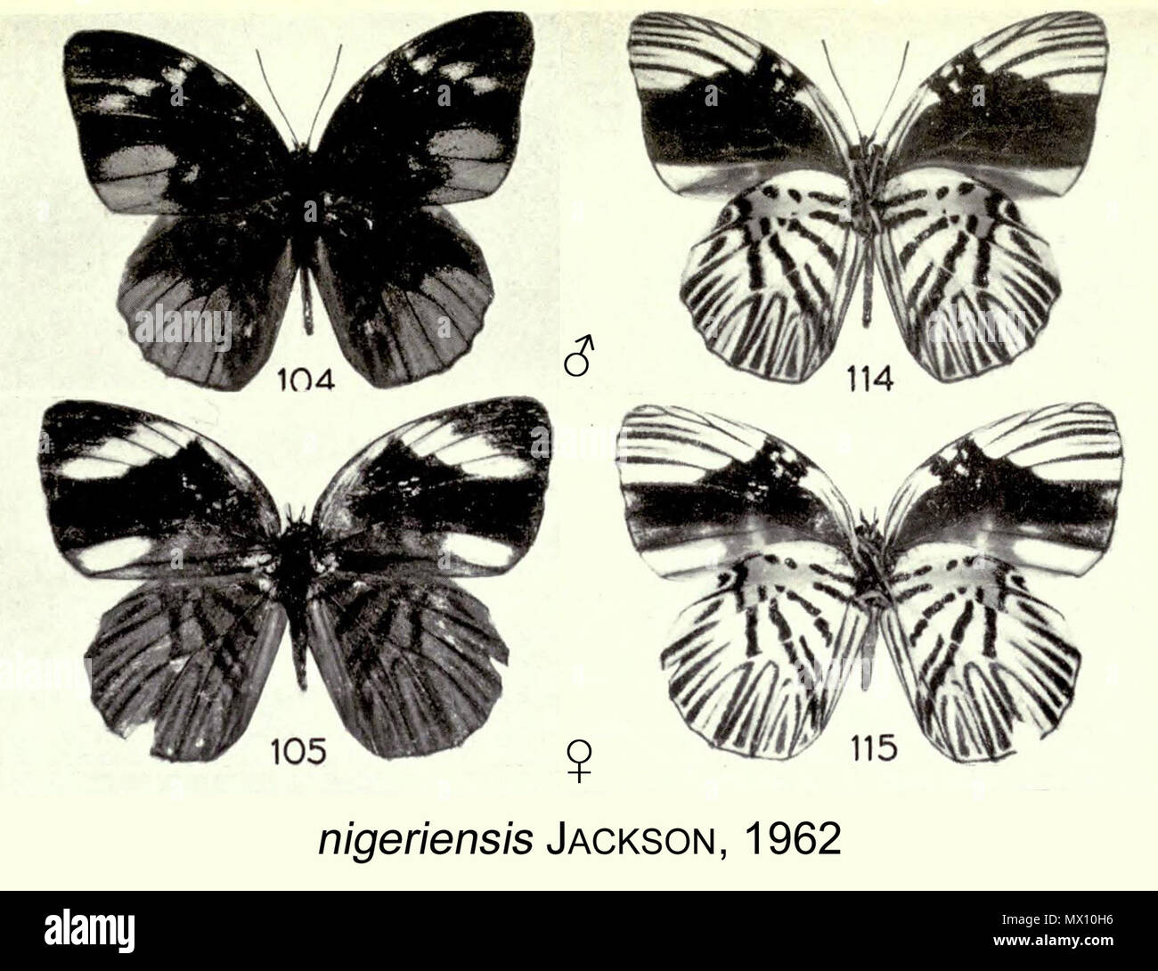 . Anglais : nigeriensis Jackson, 1962, à partir de la description initiale. 1962. Thomas Herbert Jackson 445 NigeriensisJackson1962od Banque D'Images