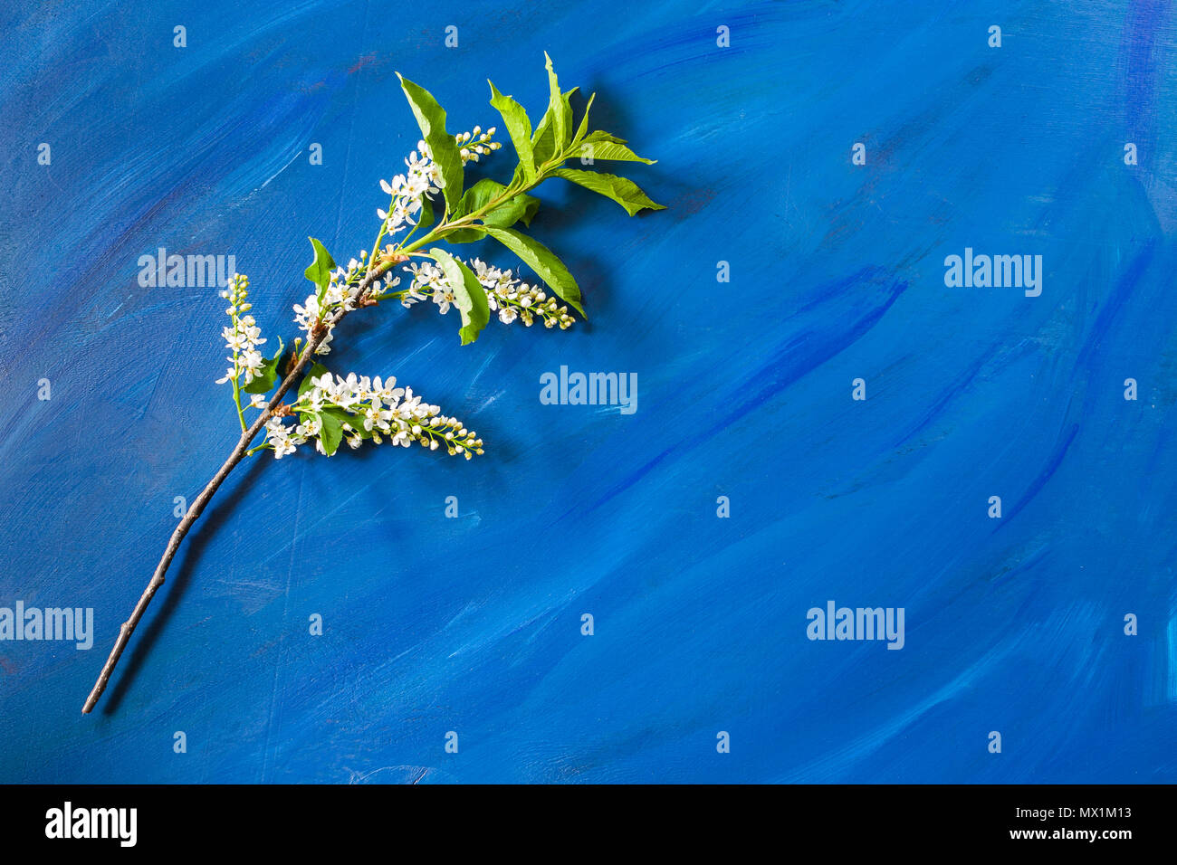 Blooming succursale de bird cherry est couché sur fond bleu à la mode avec l'exemplaire de l'espace. Banque D'Images