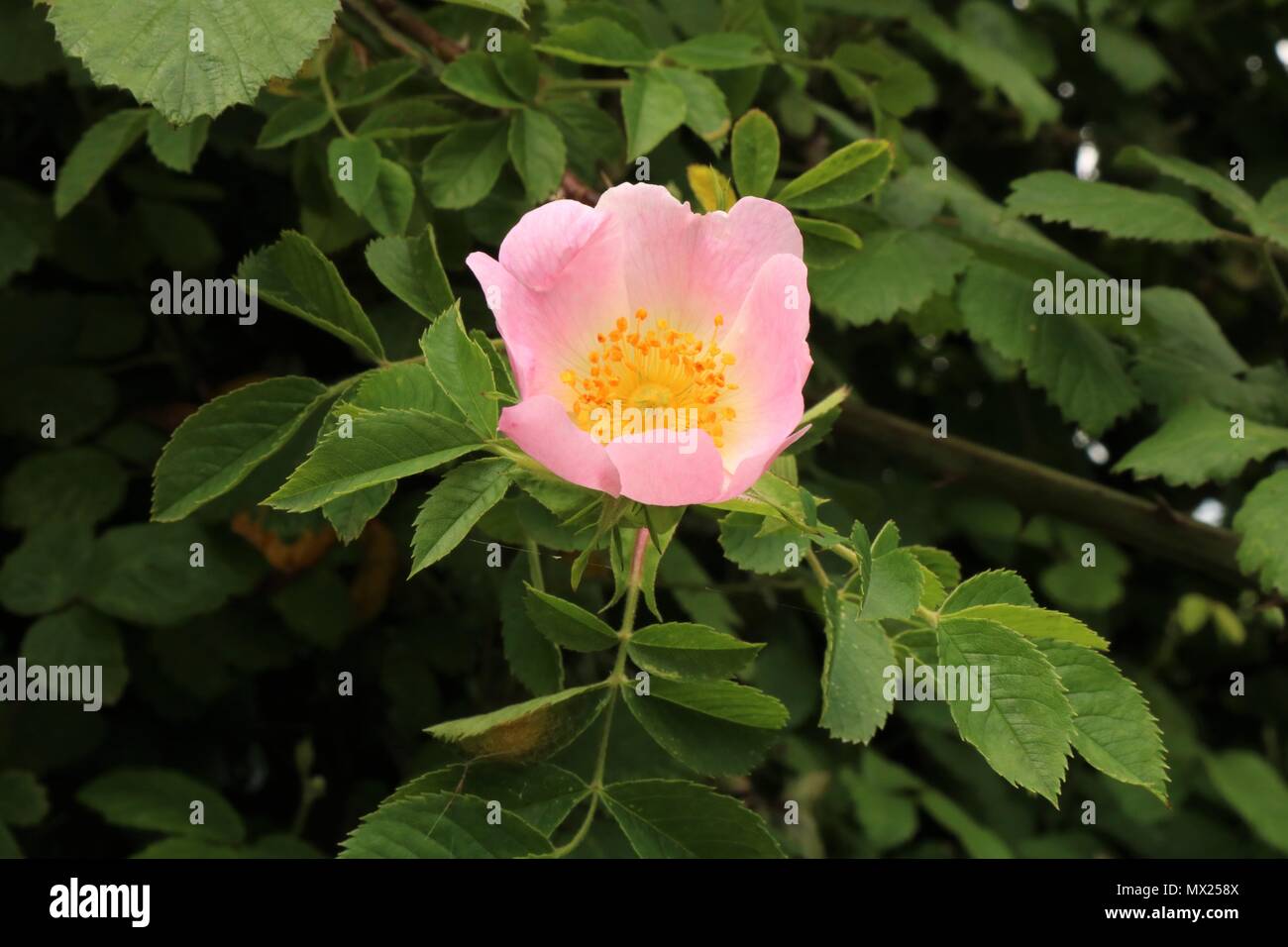 Belle fleur sauvage rose lumière unique dans la campagne, UK Banque D'Images
