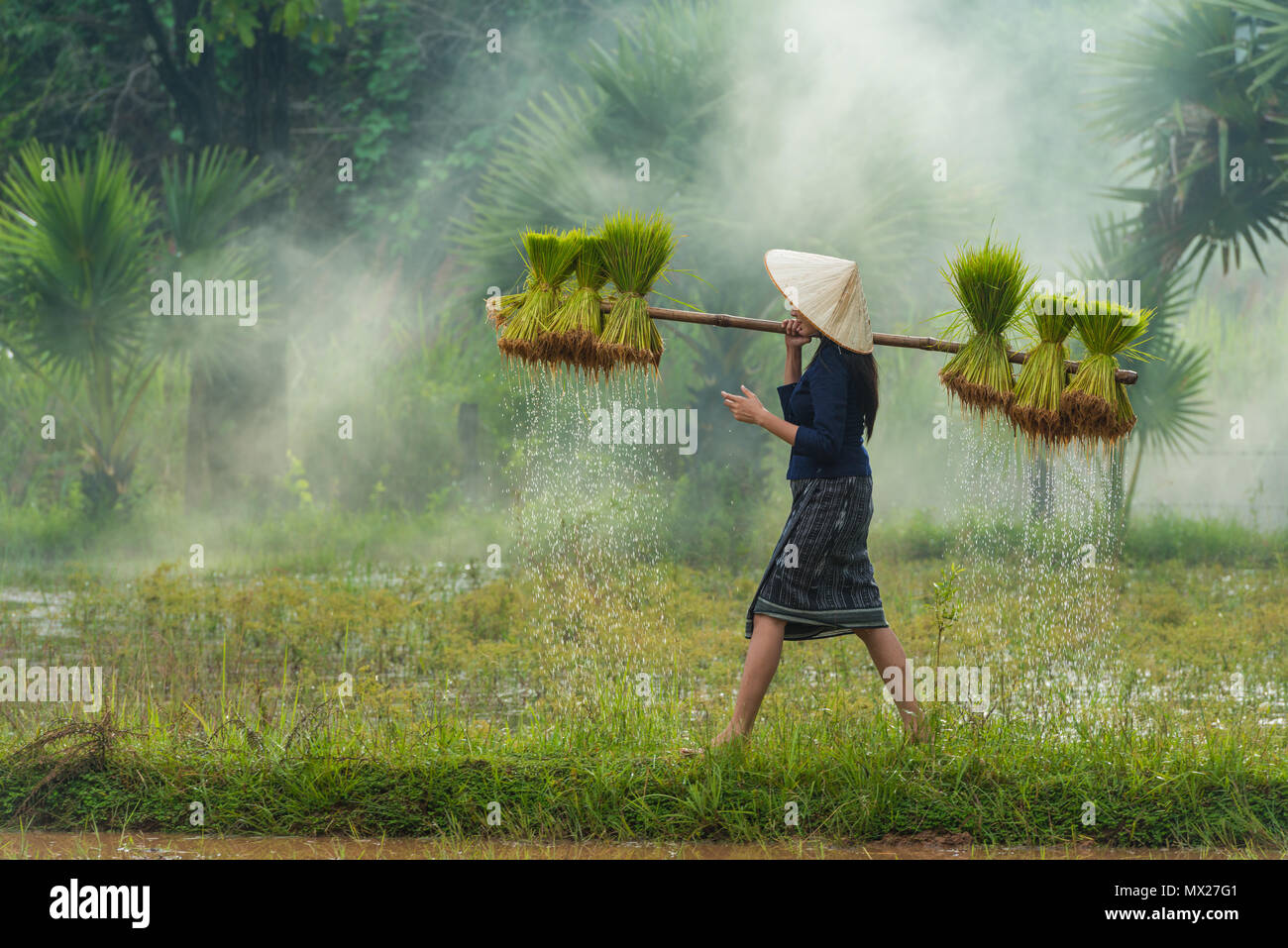 ., Thaïlande - 30 juillet 2016 : des gouttes de pousses de riz petite zone ferme à replanter dans du riz en Thaïlande, la ferme. Banque D'Images