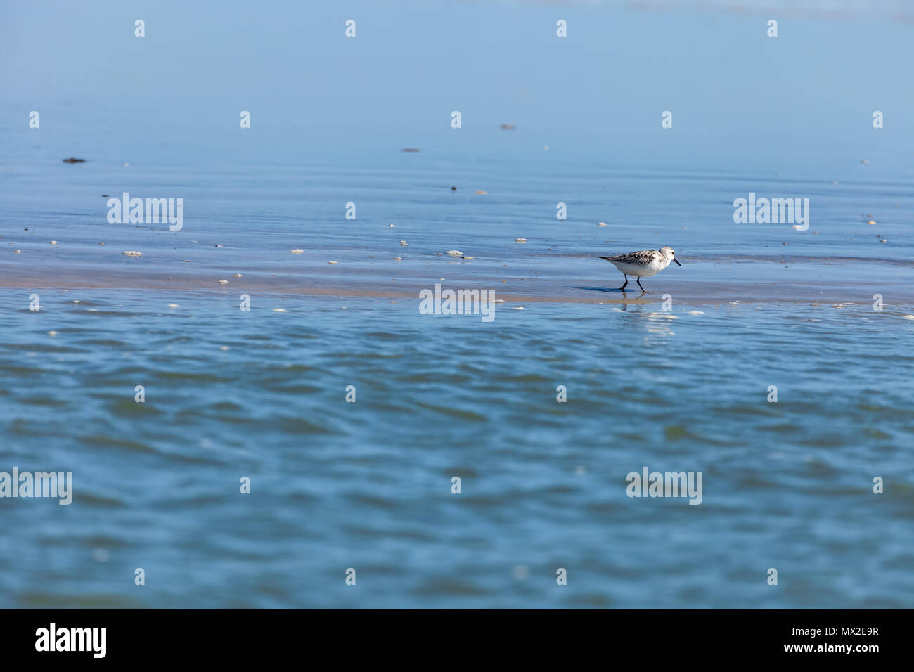 Les bécasseau d'Alaska (Calidris mauri) cherchaient de la nourriture le long de la côte dans Chincoteague National Wildlife Refuge, Virginia, United States. Banque D'Images