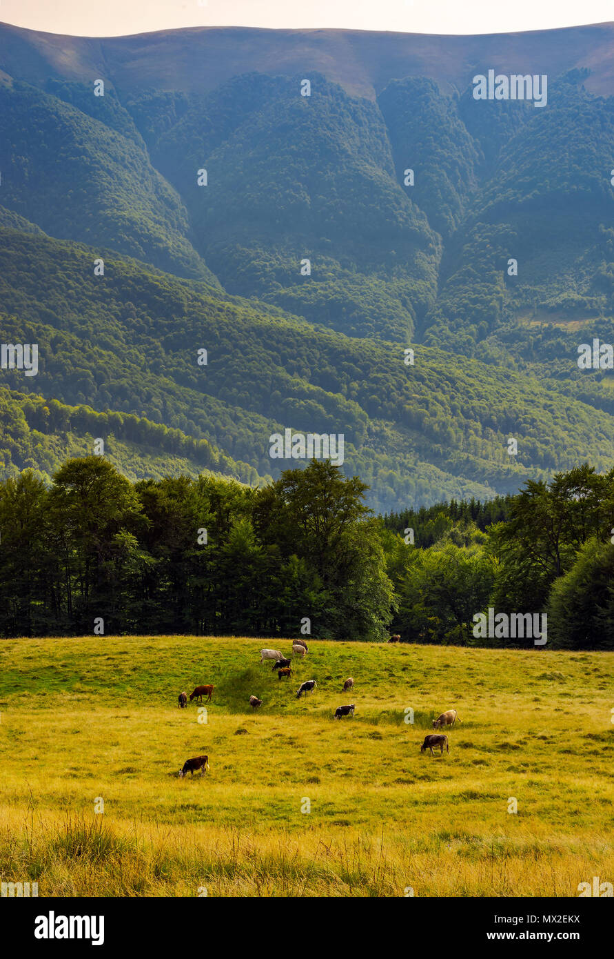 Le bétail de pâturage des vaches au pied de la montagne. Apetska vaste pré herbeux sur colline entouré de forêts de hêtres des Carpates. beau paysage d'été Banque D'Images