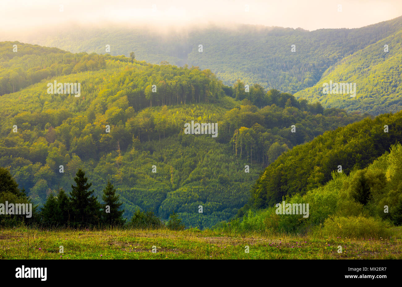 Les collines boisées dans Morning Mist. joli paysage montagneux des Carpates sous les nuages bas Banque D'Images