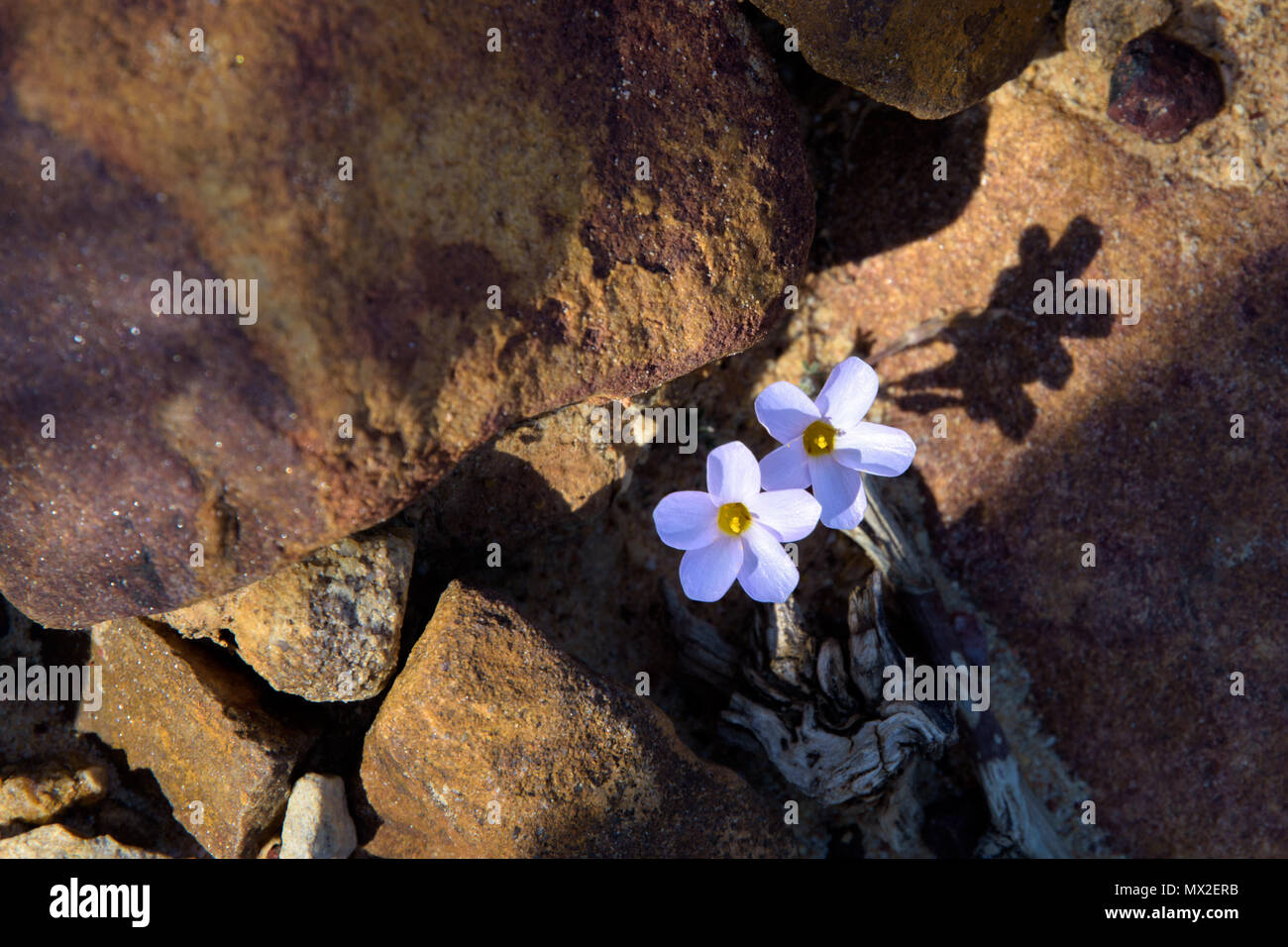 Fleurs sauvages dans le Cederberg, Afrique du Sud Banque D'Images