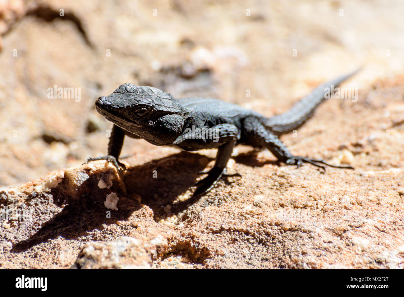 Gecko sur les rochers dans le Cederberg, Afrique du Sud Banque D'Images