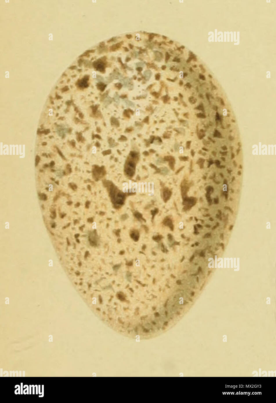 . Anglais : Oeuf de Pyrrhocorax pyrrhocorax (Crave à bec rouge). 1906. Francis Charles Robert Jourdain, crave à bec rouge 514 Banque D'Images