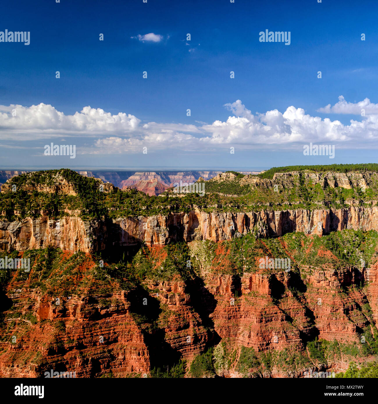 Un panorama du Grand Canyon sous ciel bleu avec des nuages blancs. Banque D'Images