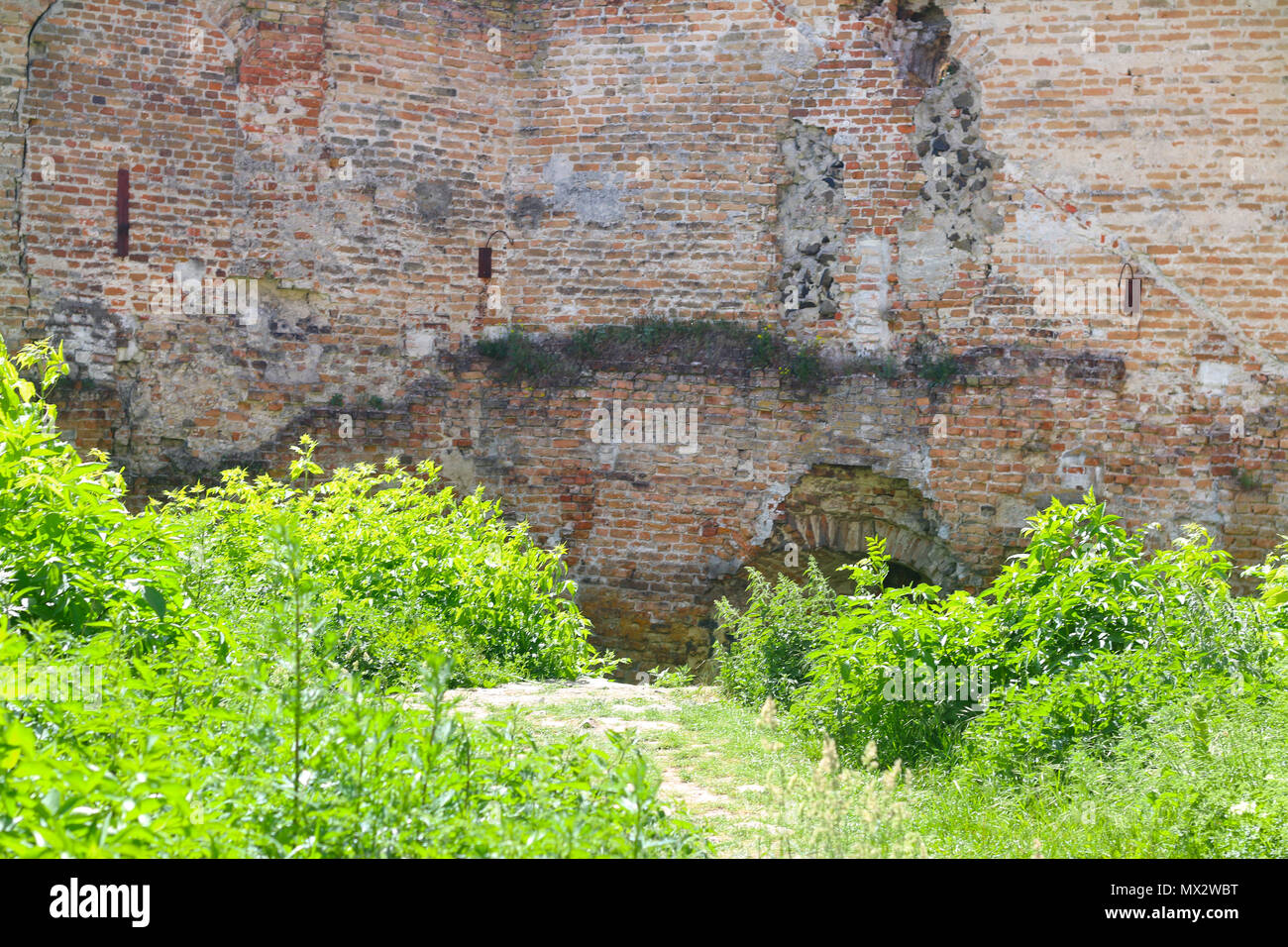 Mur envahi par des plantes d'un vieux château Banque D'Images