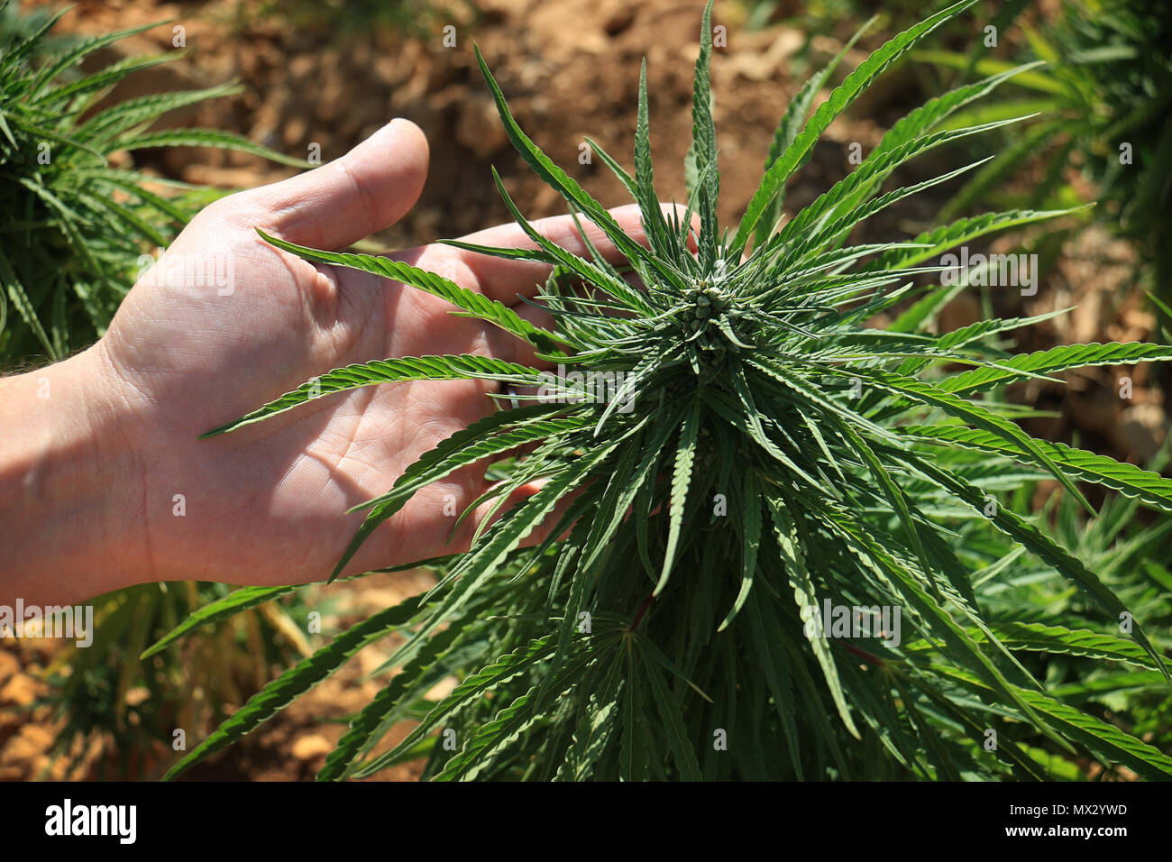 Un homme montrant une plante de cannabis poussant dans un champ au Liban. Le Liban est l'un des cinq premiers producteurs au monde, même si le cannabis est interdit. Banque D'Images