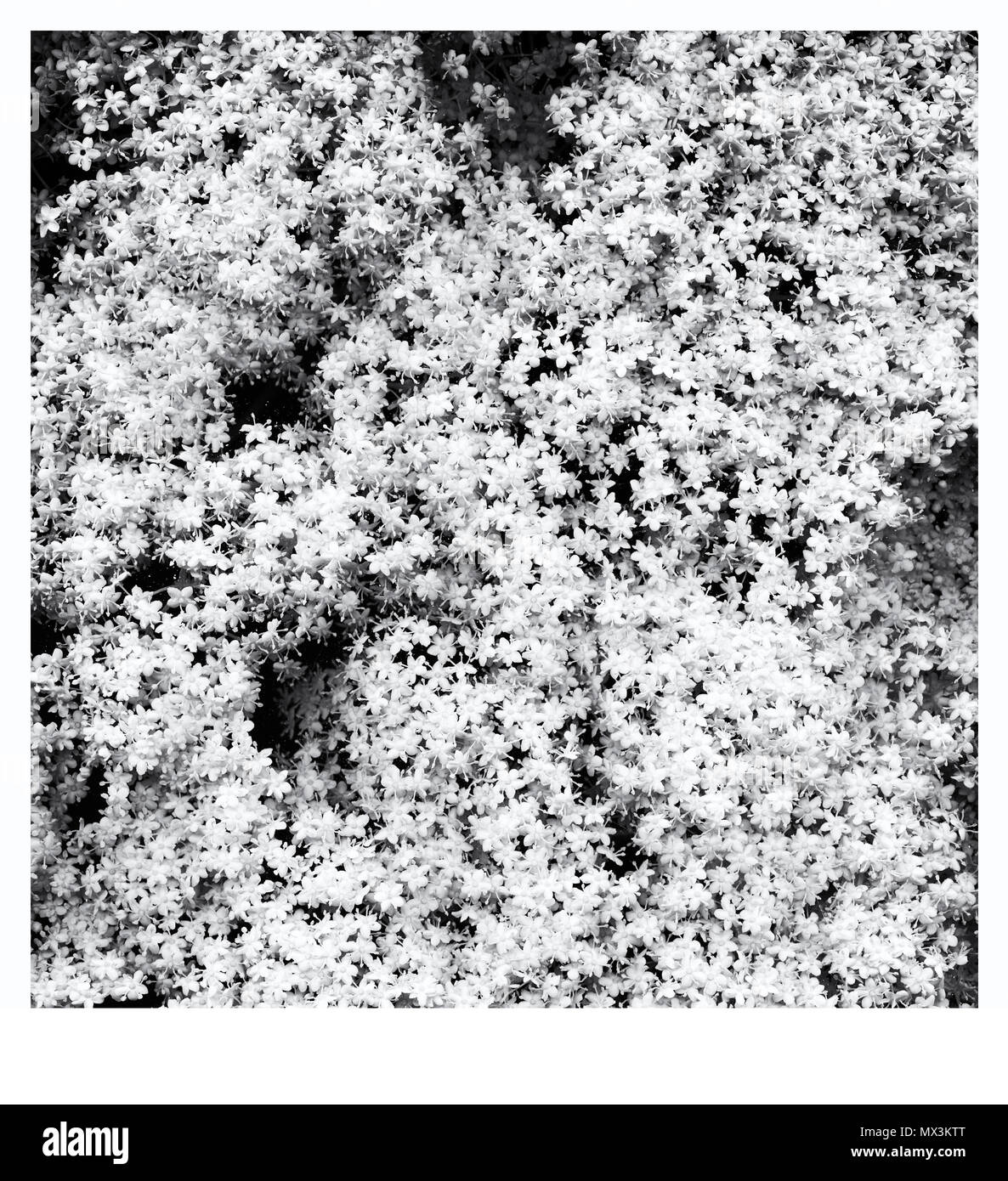 Plan de la fleur (Sambucus nigra) sur fond noir Banque D'Images