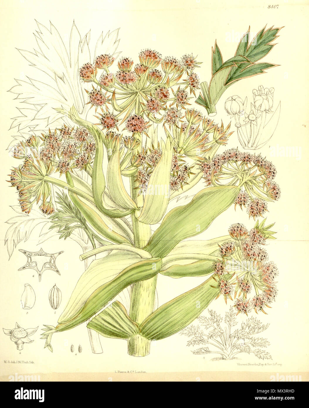 . Aciphylla latifolia ( = Anisotome latifolia), Apiaceae . 1911. Matilda Smith (1854-1926) Noms alternatifs M.Sm. ; M.S. ; M. Smith, illustrateur et artiste britannique Description Date de naissance/décès 30 juillet 1854 Lieu de naissance 1926 décès/période de travail 1878-1923 Cortland Mumbai contrôle d'autorité : Q3299110 : 48272868 VIAF RCAC : n87108479 Botaniste : M.Sm. WorldCat SUDOC : 158998170 M.S. del., J.N.Fitch lith. 25 Aciphylla latifolia 137-8407 Banque D'Images