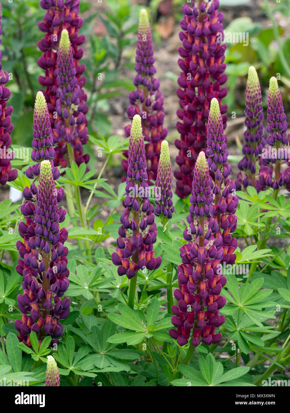 Lupin 'Masterpiece' Lupinus en bordure de jardin Banque D'Images