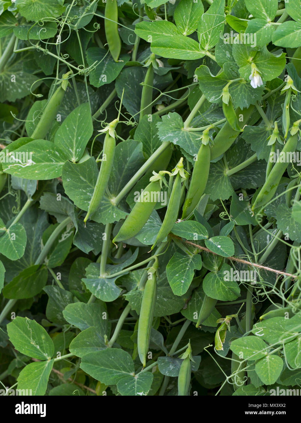 De plus en plus 'pois Kelvedon Wonder' in vegetable garden Banque D'Images