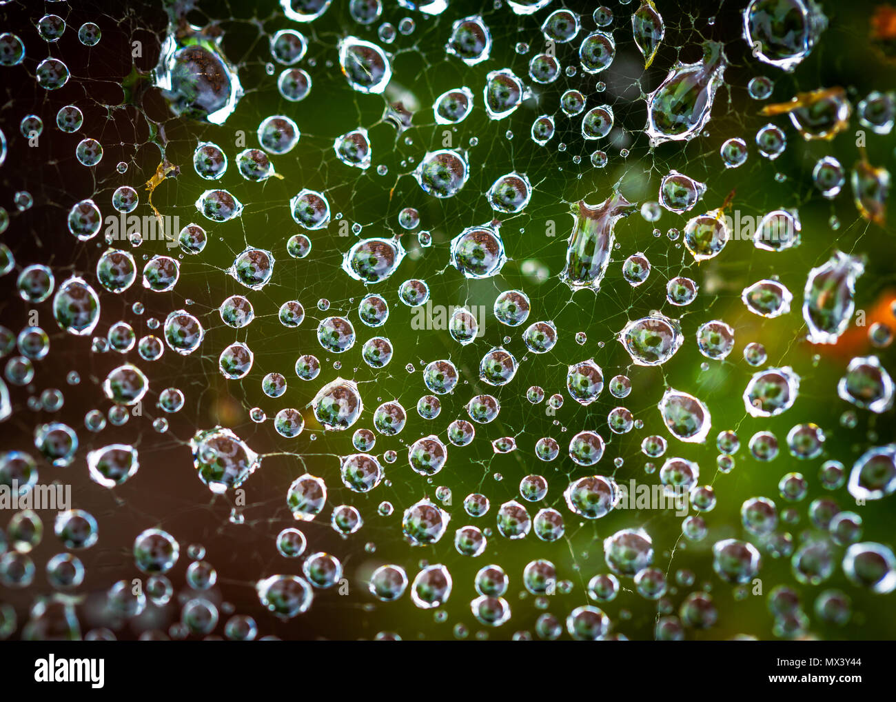 Spiders web avec la rosée du matin Banque D'Images