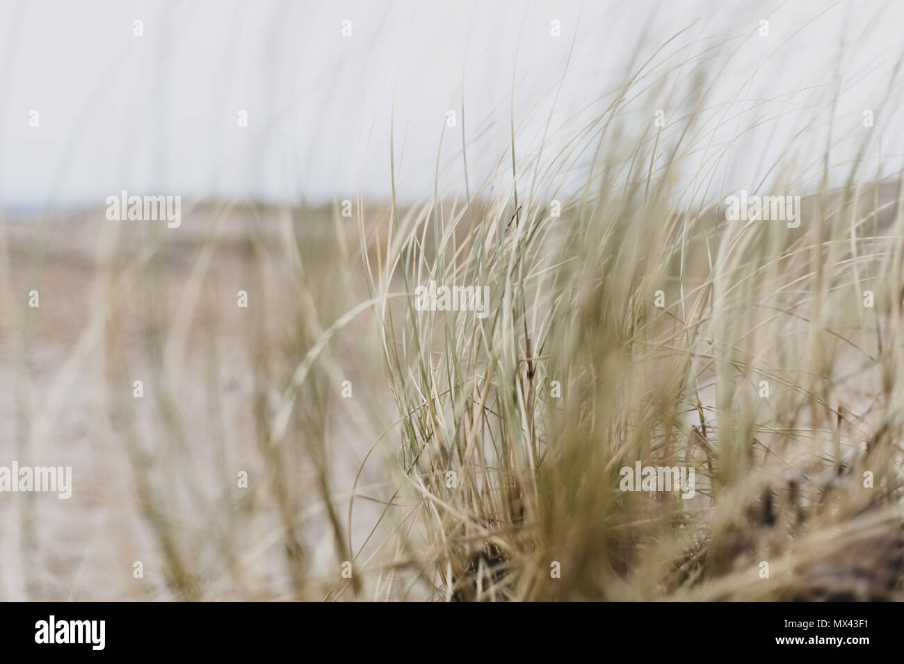 Dunes par la mer sur une côte danoise. Banque D'Images