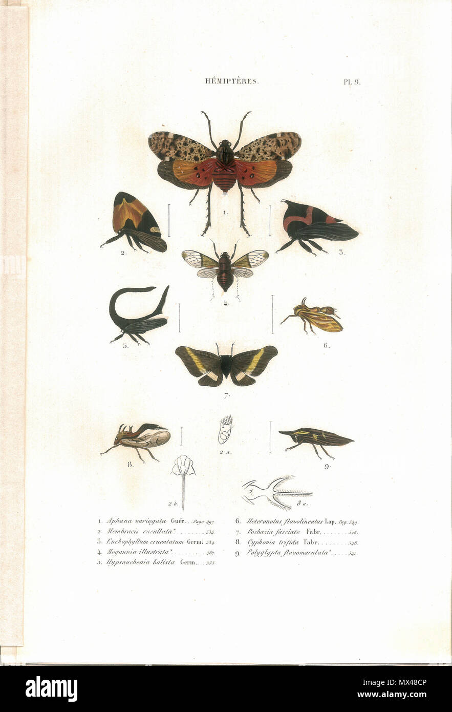 . Amyot, C. J.-B. et J. G. Audinet-Serville (1843). Histoire naturelle des insectes. Hémiptères. Paris, Librairie encyclopédique de Roret. Planche IX. Pour compléter l'ouvrage disponible par ailleurs en pdf mais avec les planches en noir et blanc : (PDF) . 10/12/2007. Amyot et Audinet Serville, numérisation Broken Rusk 43 Amyot C.J.B.1843 Histoire naturelle des insectes. Hemipteres. Planche IX Banque D'Images