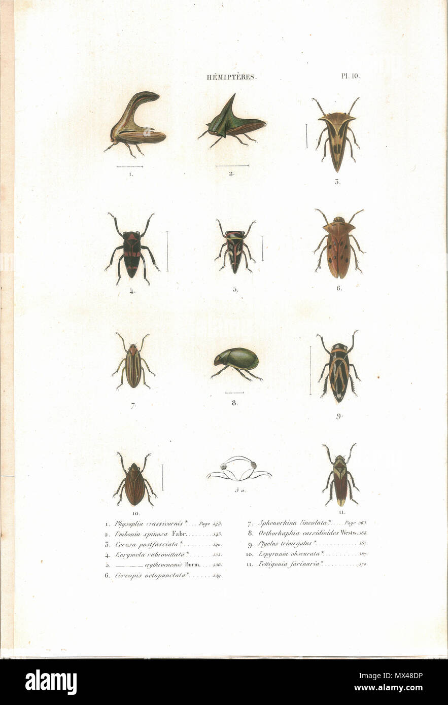 . Amyot, C. J.-B. et J. G. Audinet-Serville (1843). Histoire naturelle des insectes. Hémiptères. Paris, Librairie encyclopédique de Roret. Planche X. Pour compéter l'ouvrage disponible par ailleurs en pdf mais avec les planches en noir et blanc : (PDF) . 10/12/2007. Amyot et Audinet Serville, numérisation Broken Rusk 43 Amyot C.J.B.1843 Histoire naturelle des insectes. Hemipteres. Planche X Banque D'Images