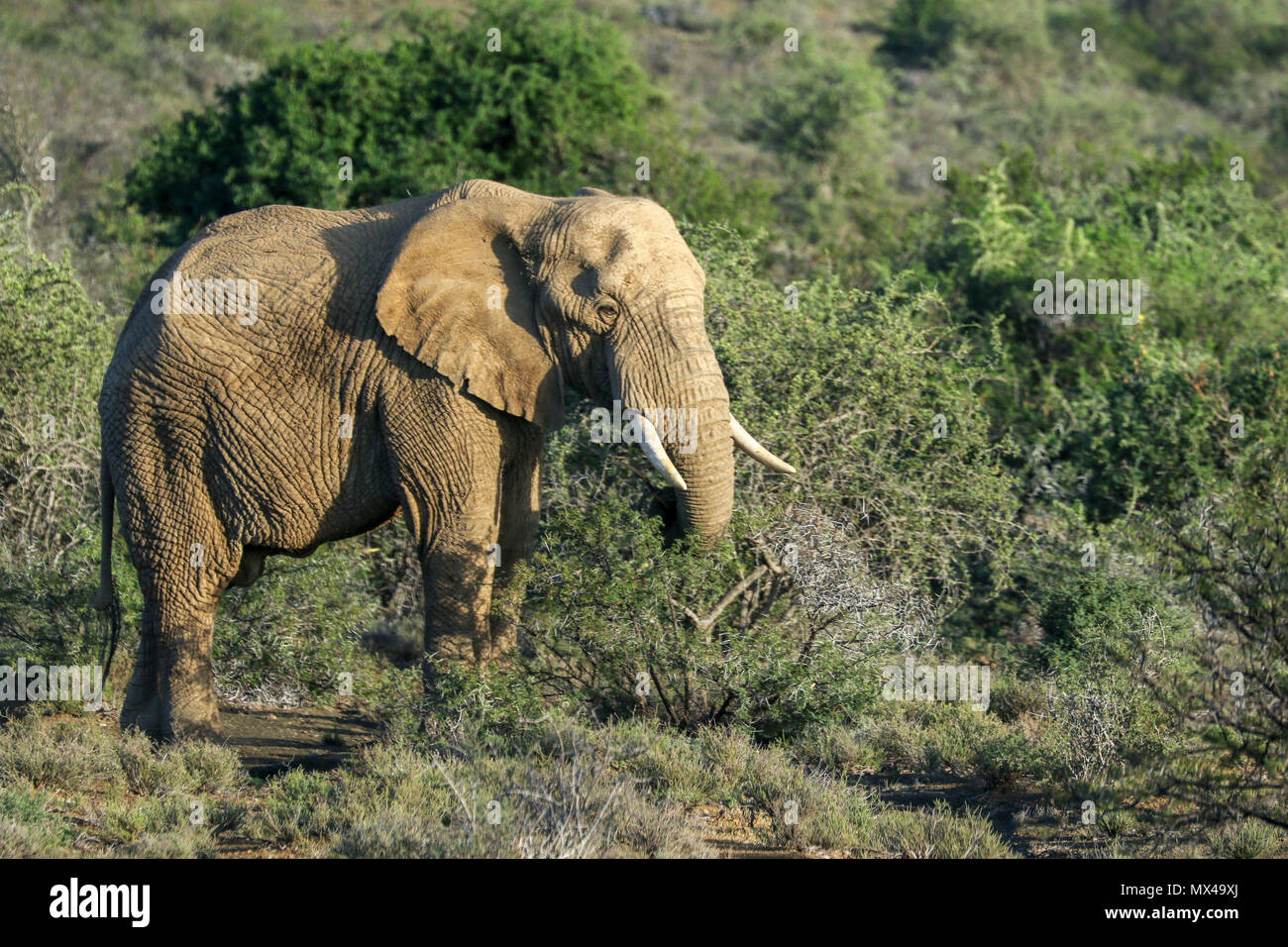 Dans l'éléphant Addo Elephant National Park entre acacia sur la Garden Route dans l'est du cap, en Afrique du Sud Banque D'Images