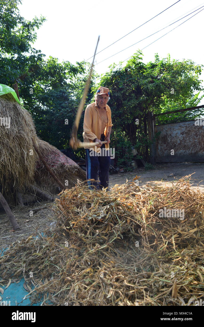 Un vieil homme, en train de faire des petits pois de la manière traditionnelle Banque D'Images