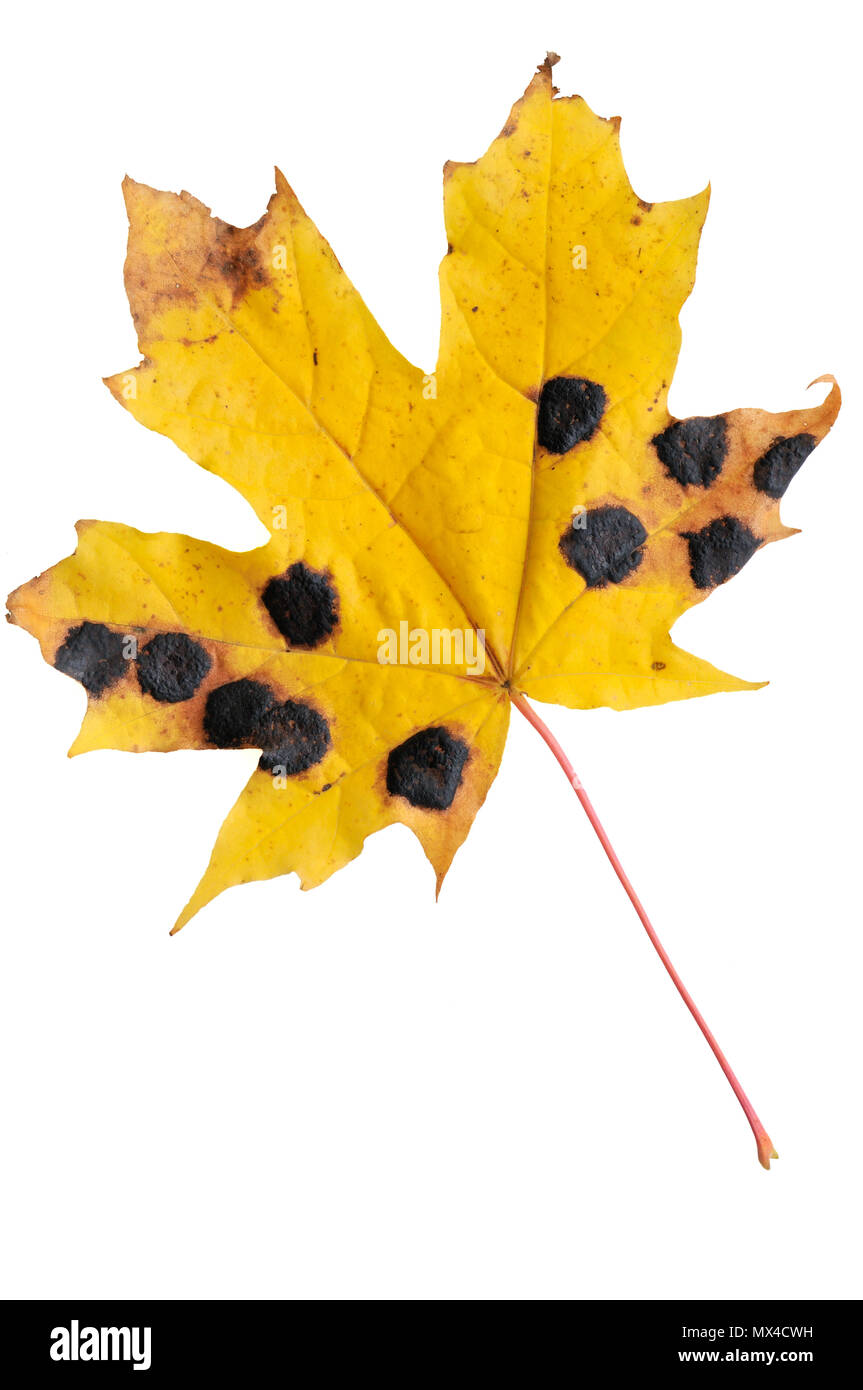L'automne feuille d'érable infectées par le champignon de goudron. Banque D'Images