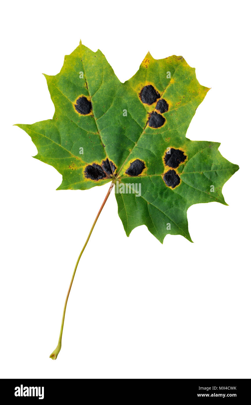 L'automne feuille d'érable infectées par le champignon de goudron. Banque D'Images
