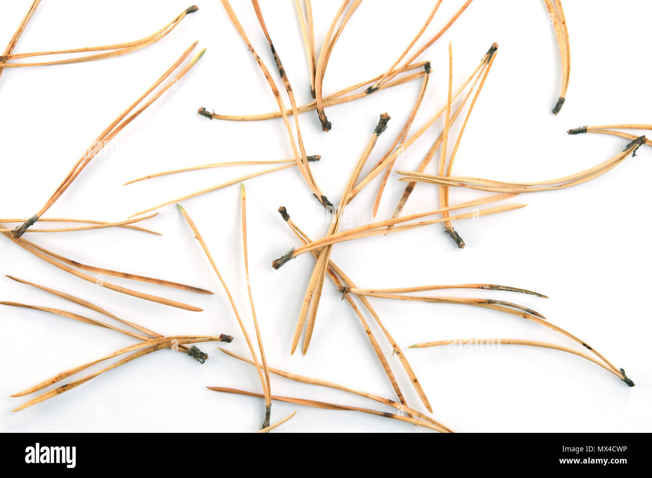 Les Aiguilles De Pin Sec Isole Sur Fond Blanc Photo Stock Alamy